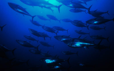 UNE OPÉRATION DE MARQUAGE DE THON ROUGE UNIQUE AU MONDE !