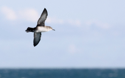 PLAN NATIONAL D’ACTION EN FAVEUR DU PUFFIN DES BALÉARES