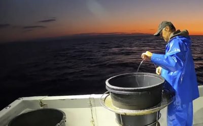 MEDITERRANEE SAUVAGE : Pêche de la Dorade Rose