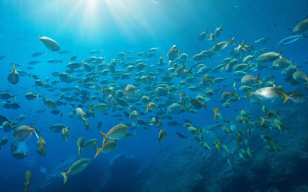 CONSULTATION DU PUBLIQUE : le Bon État Écologique (BEE) des eaux marines