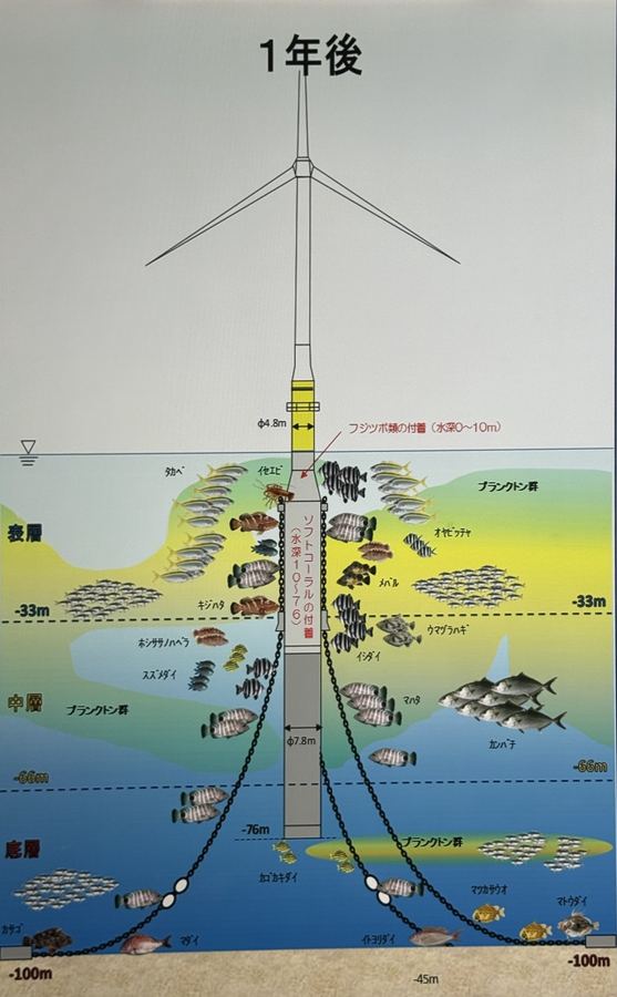 Schéma des poissons et organismes observés autour d'un flotteur d'éolienne à Gotō, un an après la pose