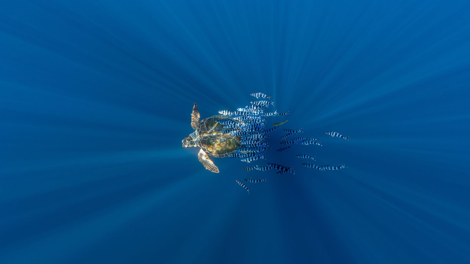 Tortue caouanne accompagnée d'un banc de poissons pilotes en pleine eau