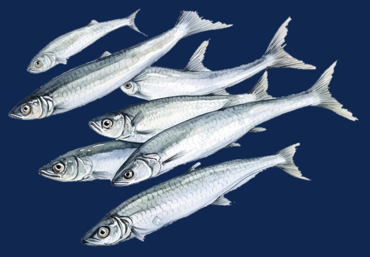Banc de sardines (illustration)