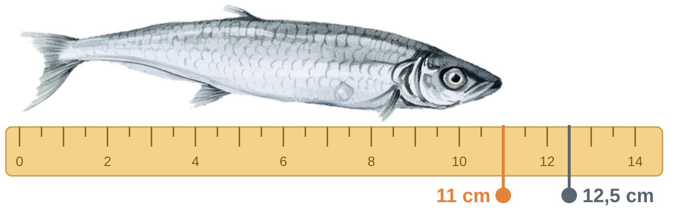 Sardine de 11 cm posée sur une règle graduée de 0 à 14 cm, avec deux repères : 11 cm et 12,5 cm